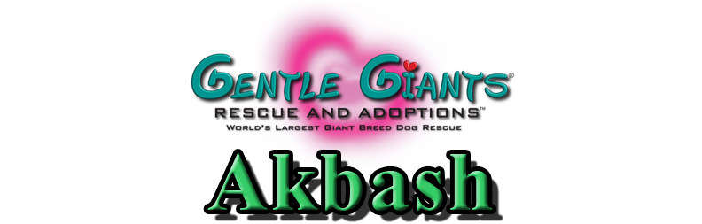 Akbash at Gentle Giants Rescue and Adoptions